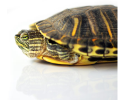 Over 40 years of experience